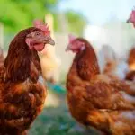 Analisis Usaha Ayam Potong Untuk Pemula