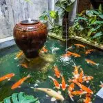 Kolam ikan koi.