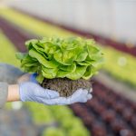 Prospek Bisnis Sayuran Organik yang Menarik dan Keuntungannya